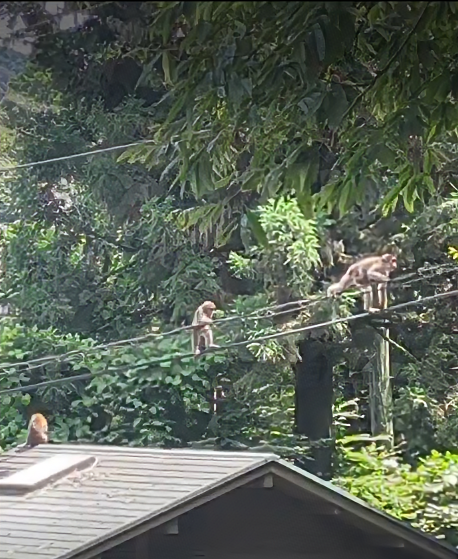 奥多摩ハイキングでもみじと遭遇した“野生の瞬間”が…ホリエモンさんにリポストされました！？ A Wild Moment in Okutama: My Dog Momiji, a Line of Monkeys, and a Surprise Repost by Horiemon!?