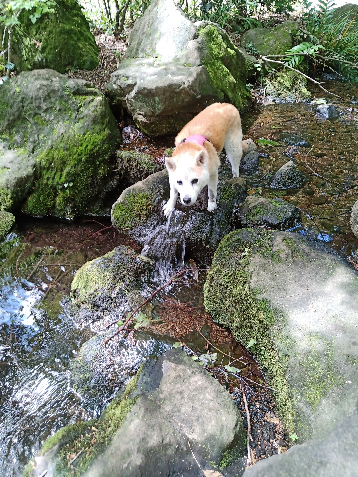 静かな涙のあとに、そっと届いたぬくもり　　　　　　 　　　A Quiet Goodbye, A Quiet Hello
