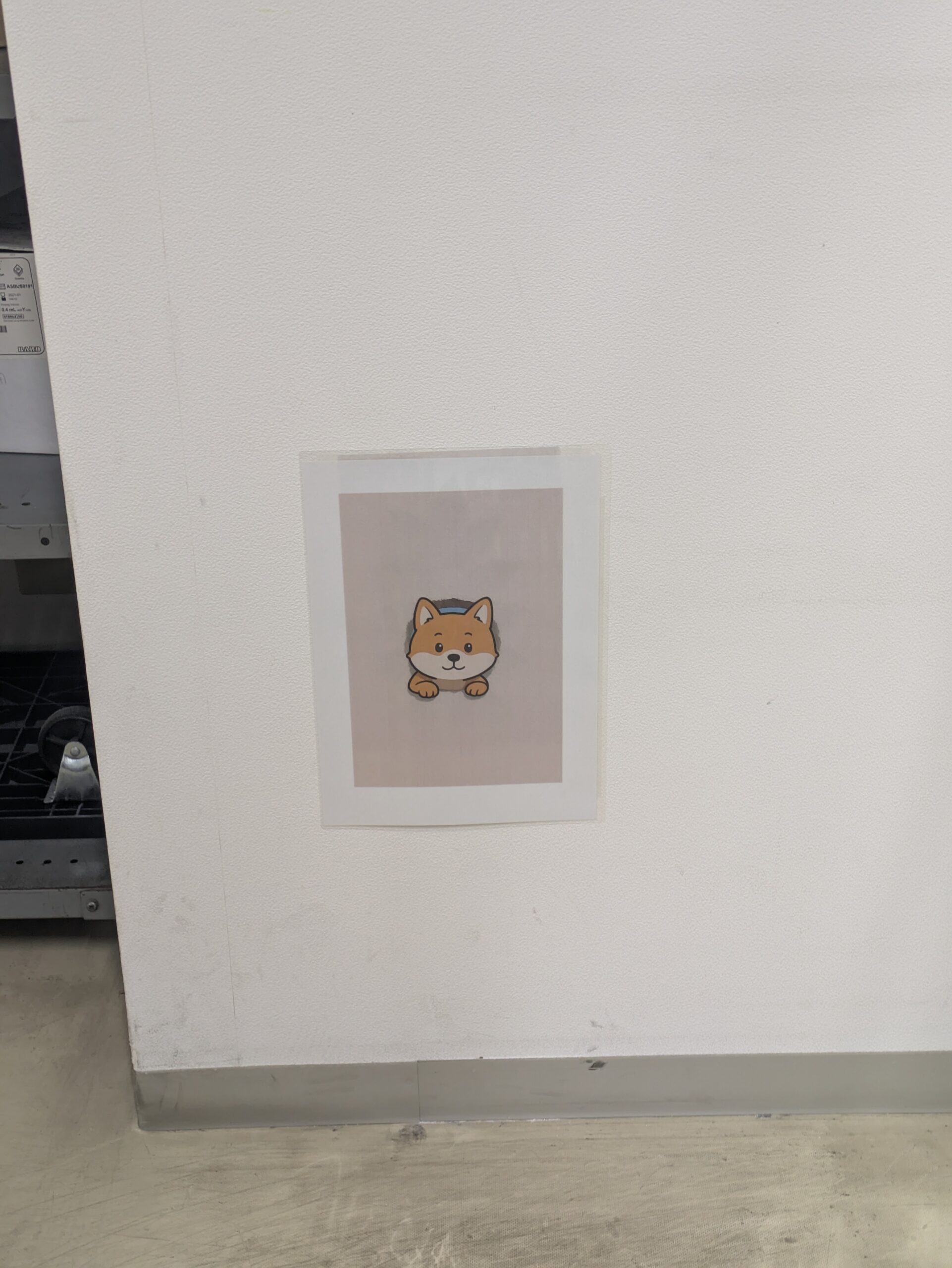 【柴犬もみじ日記】壁の向こうからこんにちは！癒しの瞬間