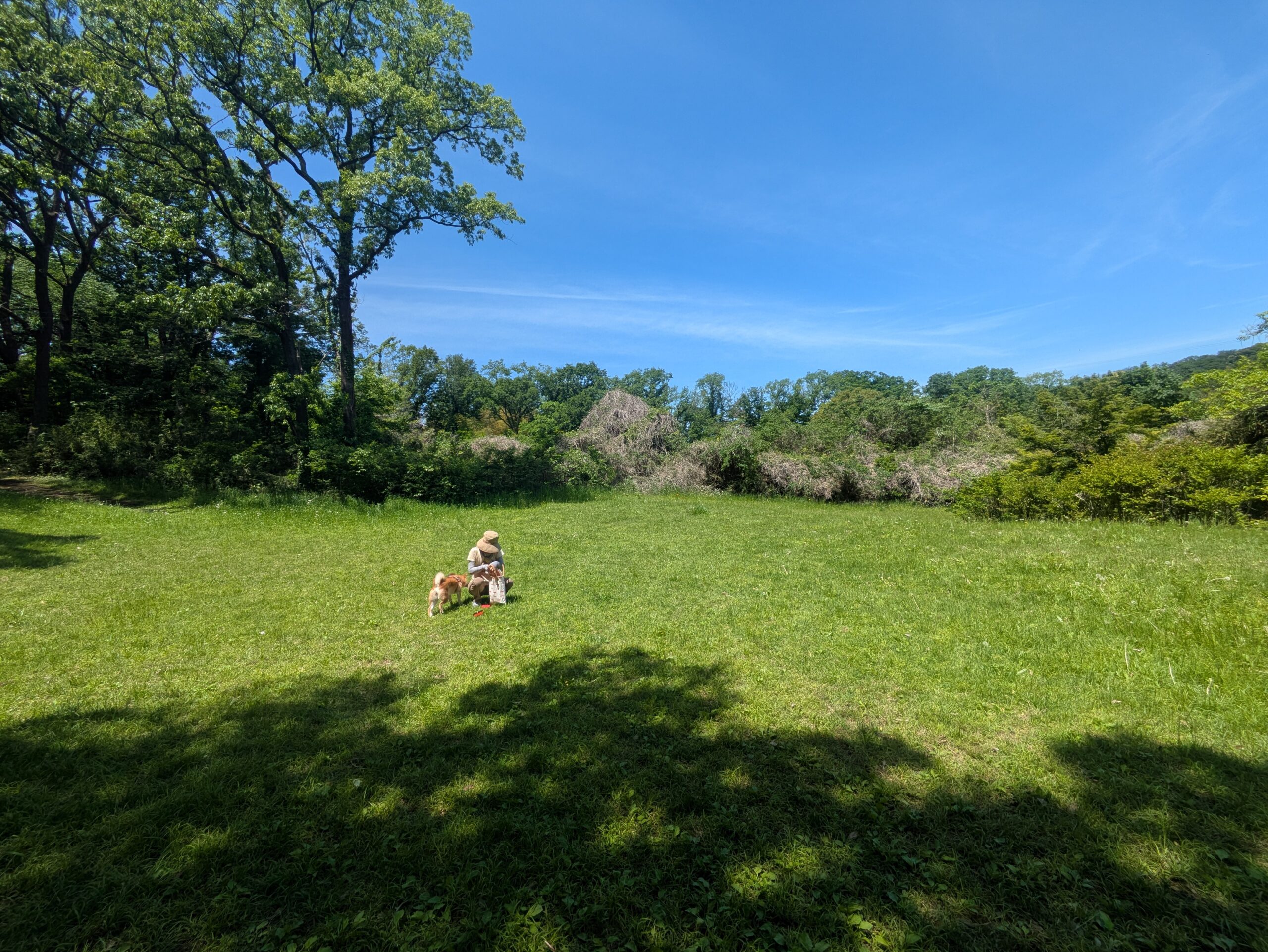 【犬連れ散歩】小山田緑地で心を整える日曜日の過ごし方