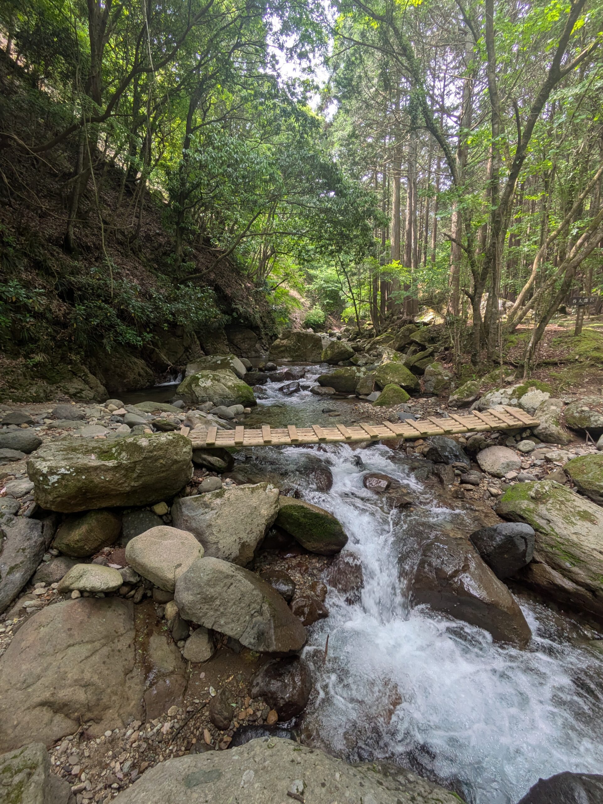 【丹沢・林道谷太郎線】終点から不動ノ滝へ！静けさと癒しの沢道ハイキング