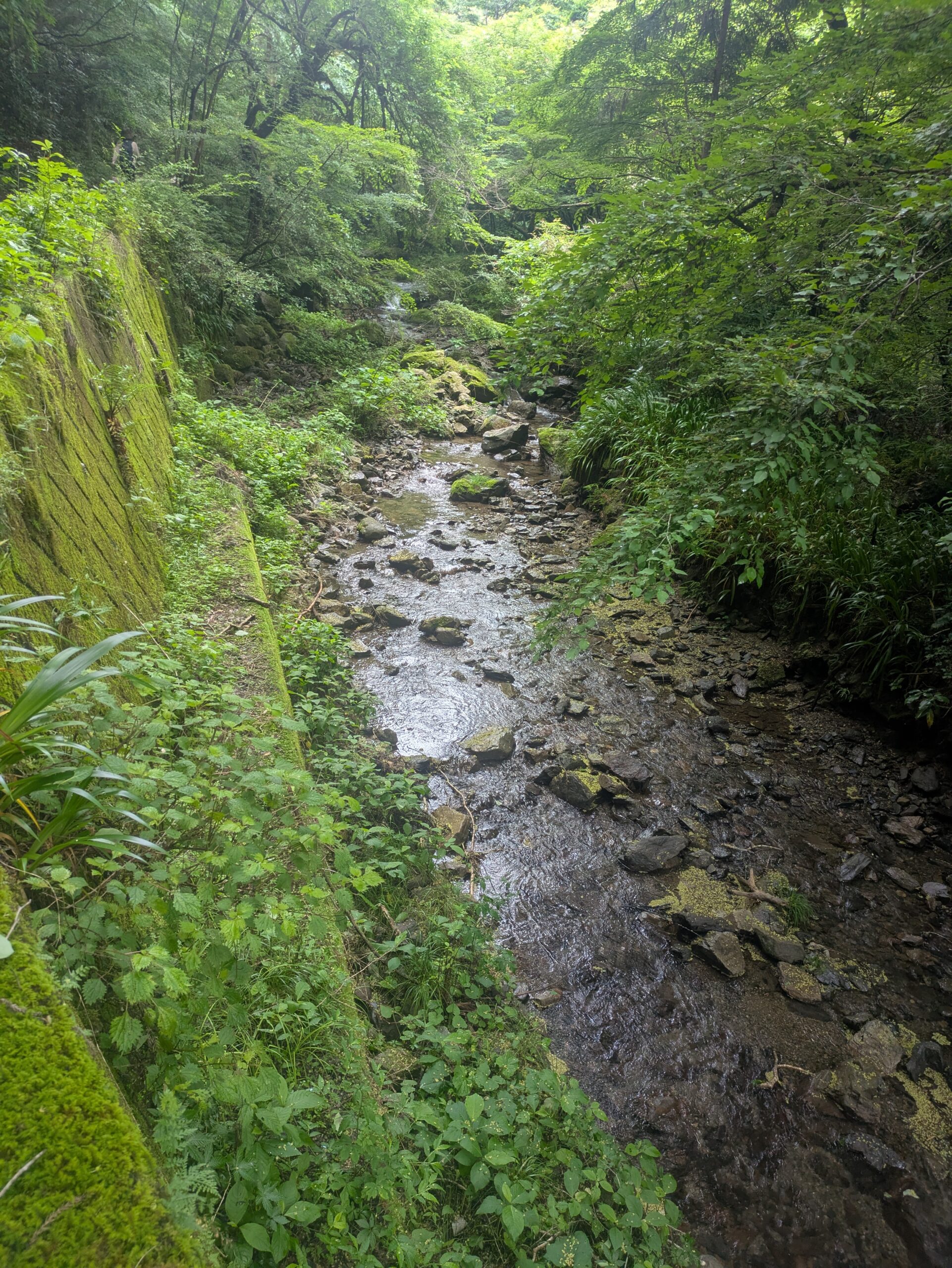 Ura-Takao Hidden Trail Guide: A Peaceful Hike from Kobotoke-Shiroyama Near Tokyo