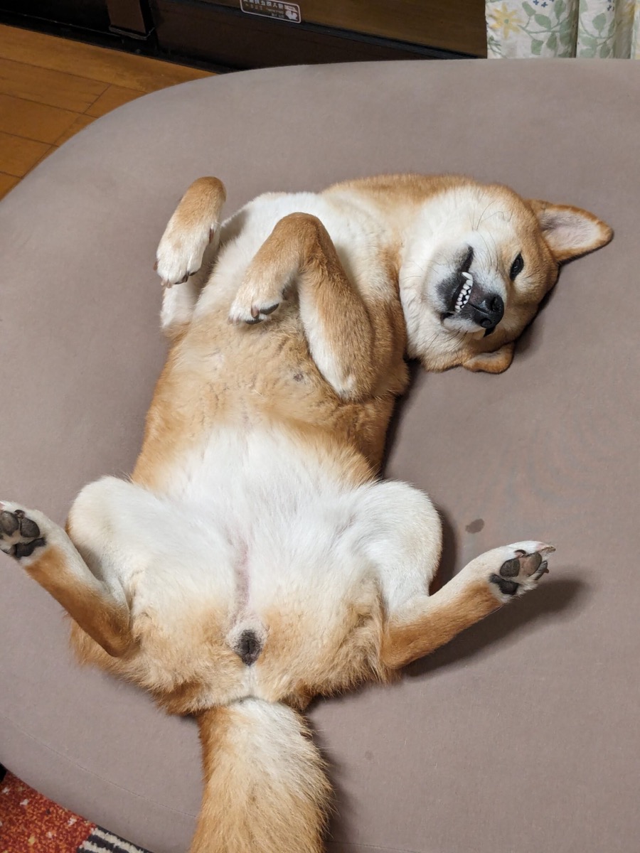 【PAW'S GREEN DELIレビュー】愛犬の食事にやさしさを。無添加ドッグフードの選び方