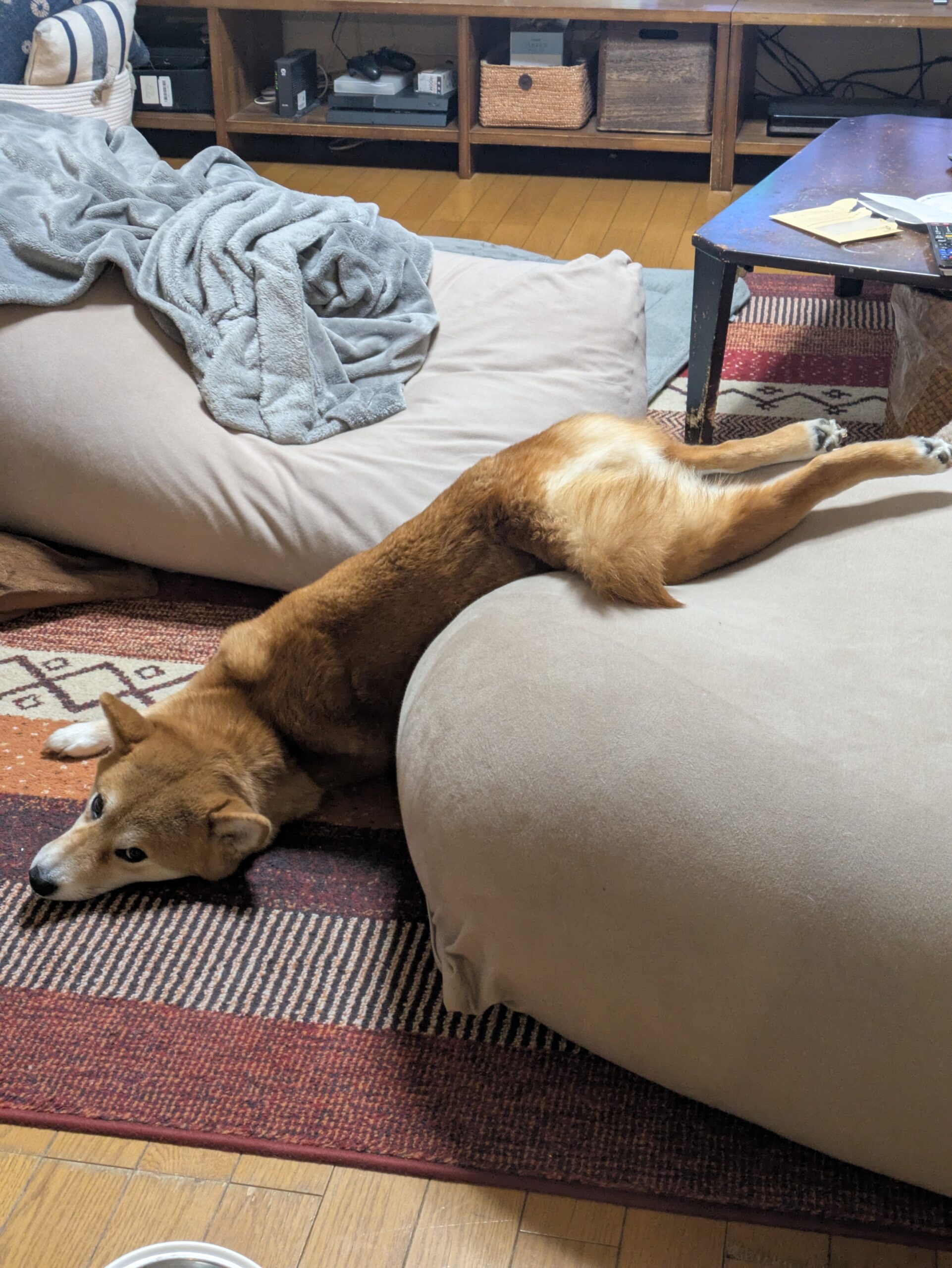 PAW'S GREEN DELI Review: Premium Natural Dog Food for Your Furry Family Member