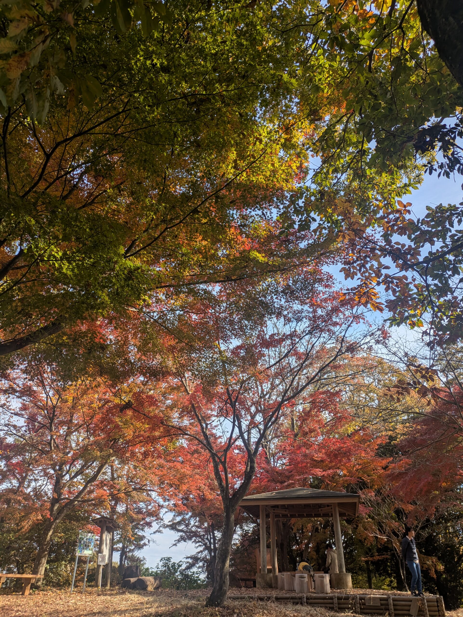 Mt. Zukko Hiking in Hadano, Kanagawa: Easy Trail Perfect for Beginners Over 50
