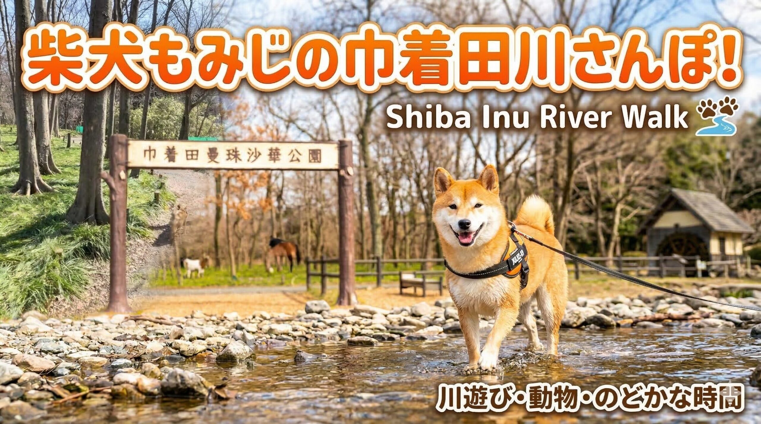 Kinchakuda Manjushage Park: Is It Dog-Friendly? Walking with My Shiba Inu