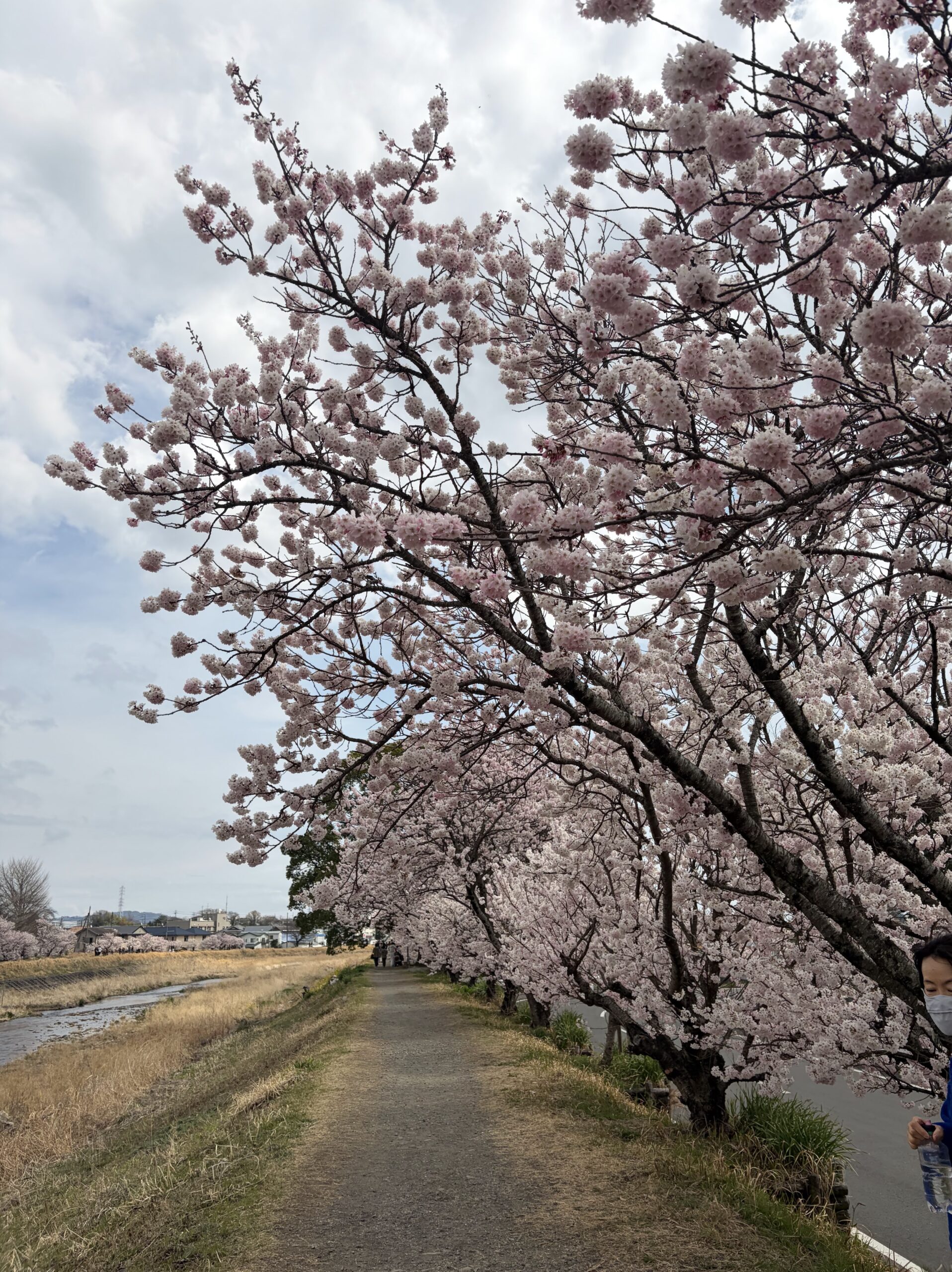 Cherry Blossom Walk with My Shiba Inu in Kanagawa, Japan — A Dog-Friendly Spring Outing