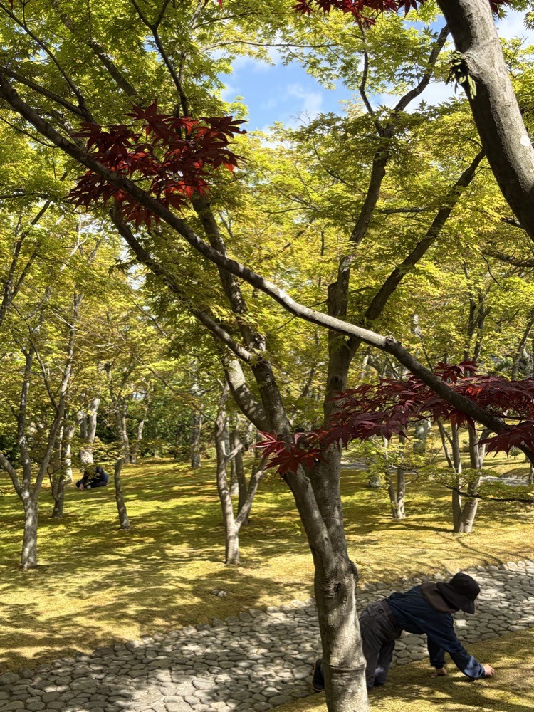Gardeners working in Hakone moss garden