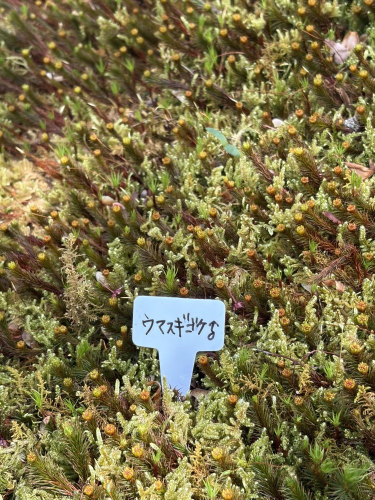 Close-up of moss in Hakone garden