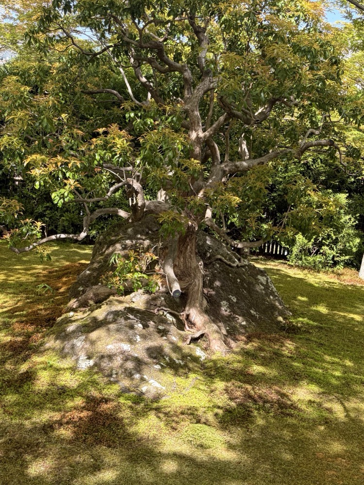 An ancient gnarled tree rooted in the moss garden at Hakone Museum of Art, tended for over 70 years