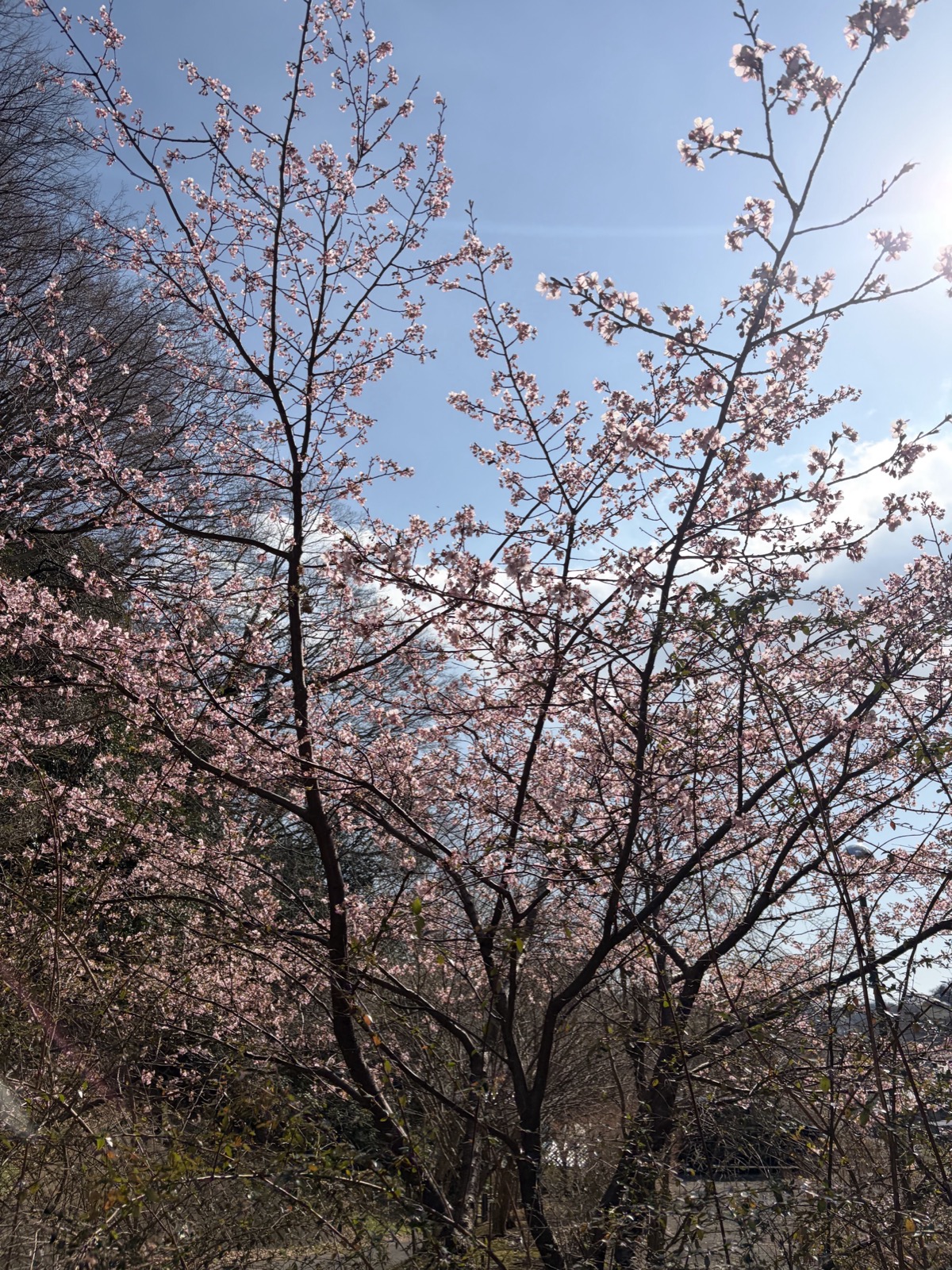 小町神社周辺の桜