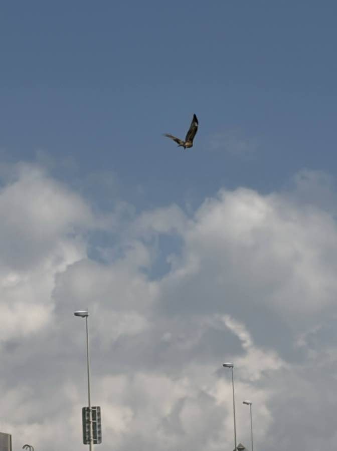 二宮果樹公園から袖ヶ浦海岸へ。愛犬ともみじ色の休日