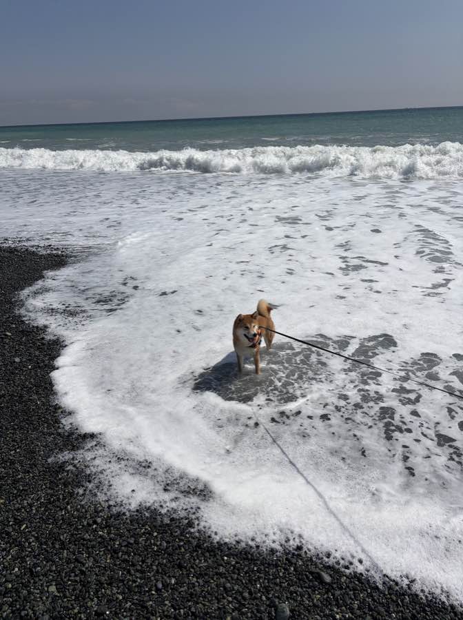 波打ち際で楽しそうに遊ぶもみじ
