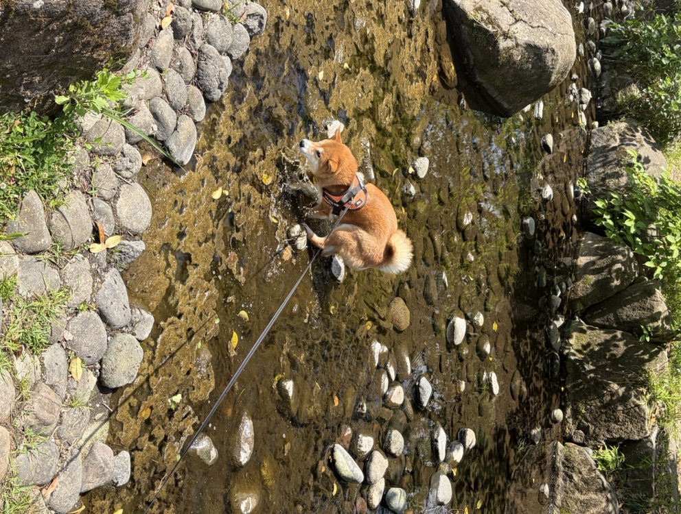 泉の森の小川の中に入る柴犬もみじ（神奈川県大和市）
