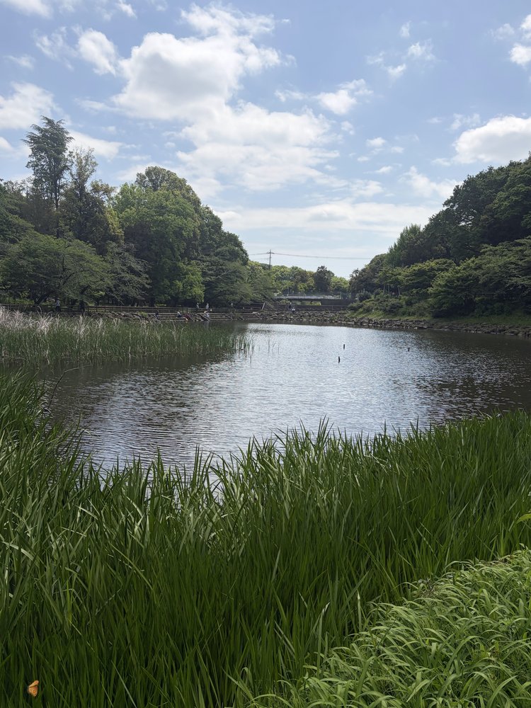 泉の森の池・水辺の風景（神奈川県大和市）