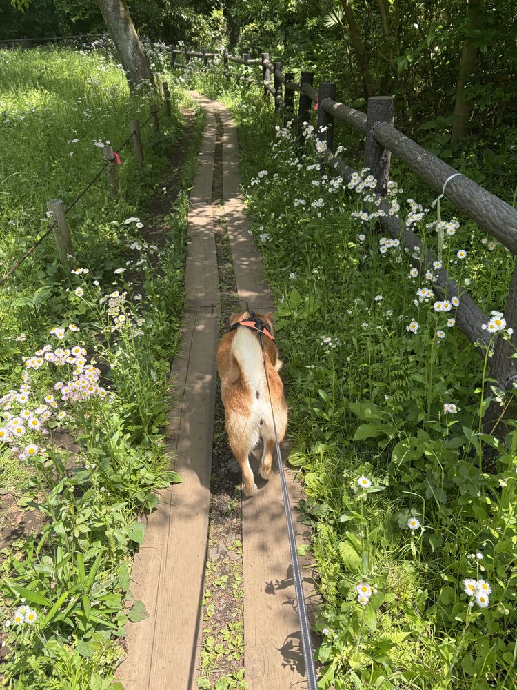 白いハルジオンの花が咲く小道を歩く柴犬もみじ