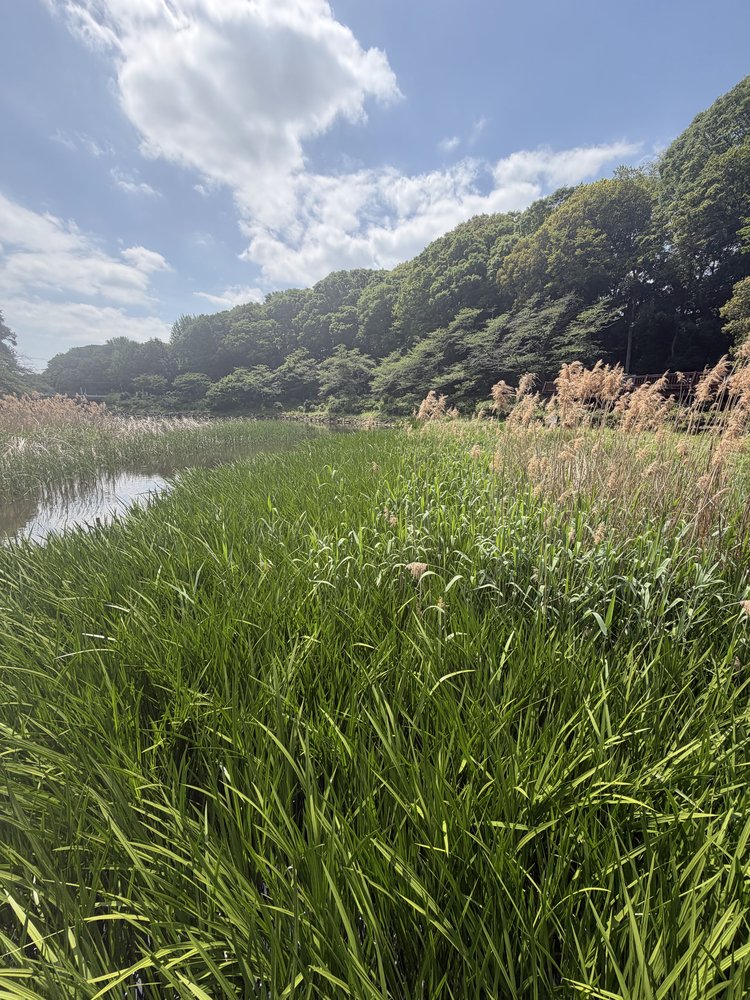 泉の森の葦と池の風景、神奈川県大和市
