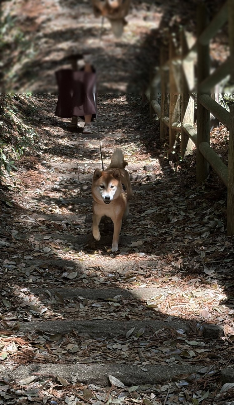 Izumi no Mori, Yamato: A Free Dog-Friendly Walk Where Old Japan Eased My Mind