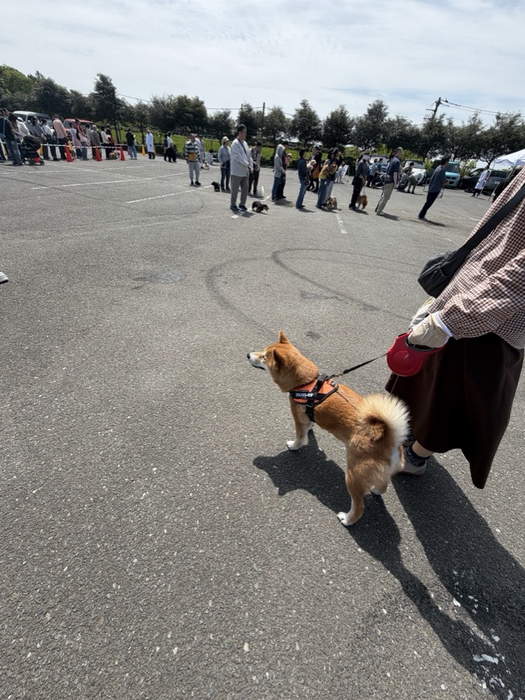 集合注射会場の行列の様子。多くの飼い主が集まっている。