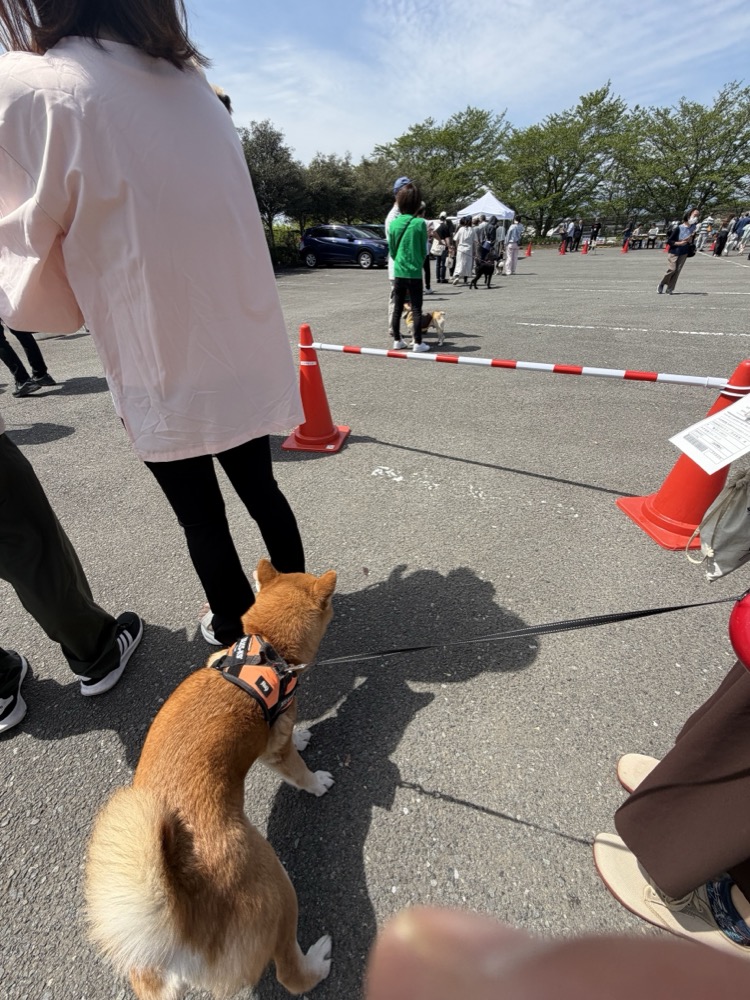 バリケード前でたたずむもみじ。相変わらずのキャラや。