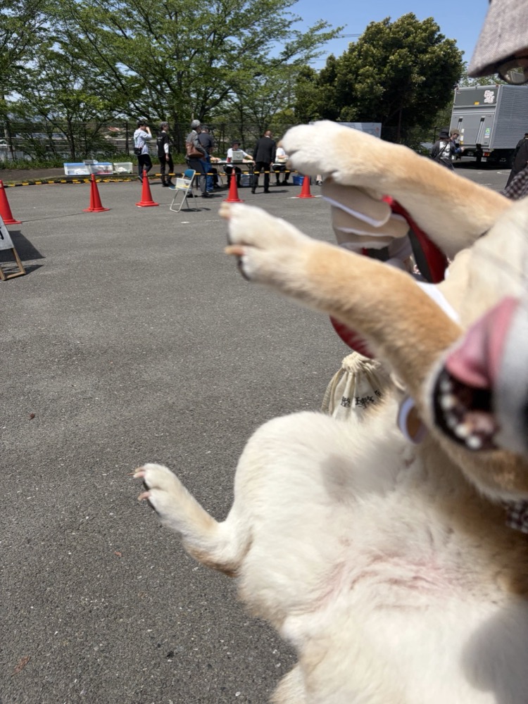 もみじ、察してたんやろな。狂犬病注射に行ってきた話