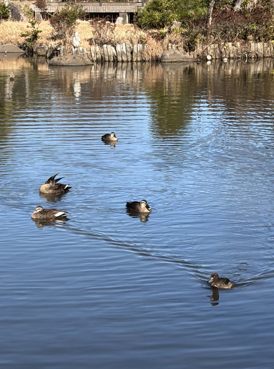 A group of ducks floating on Oike Pond at Kodomo Shizen Park