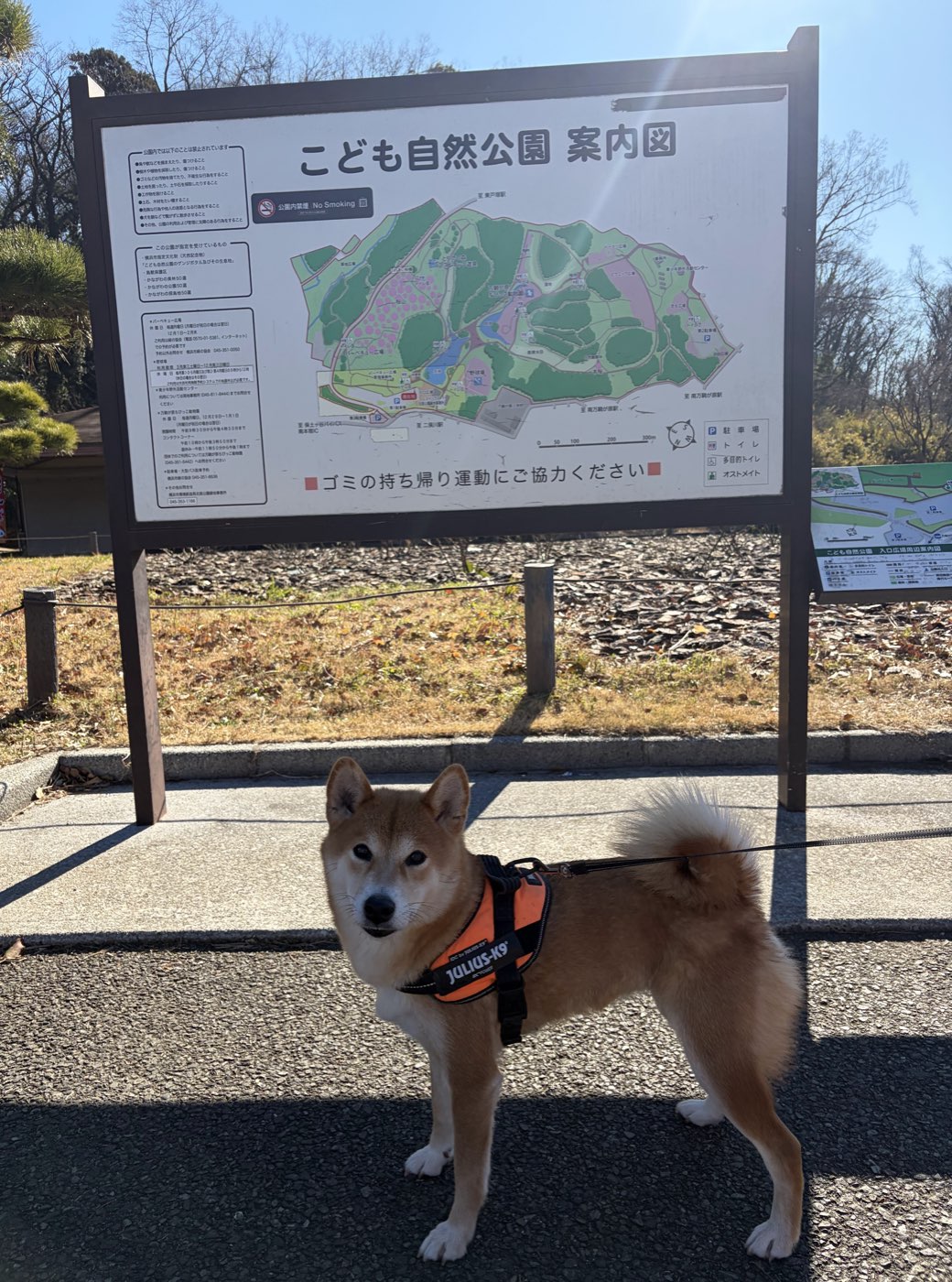 Fireflies in Yokohama? Kodomo Shizen Park with My Dog and Mt. Fuji