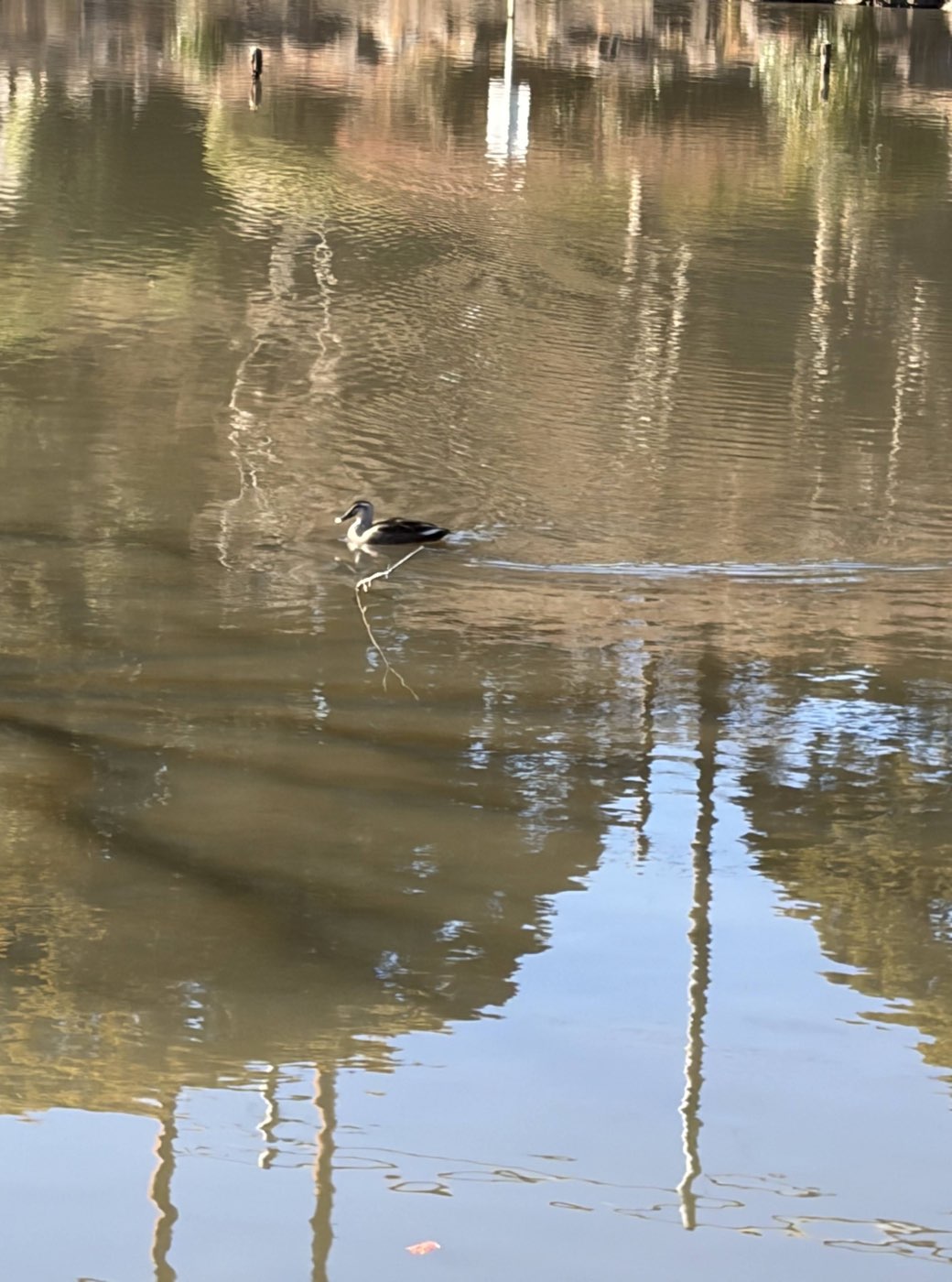 A duck taking off from the pond at Kodomo Shizen Park