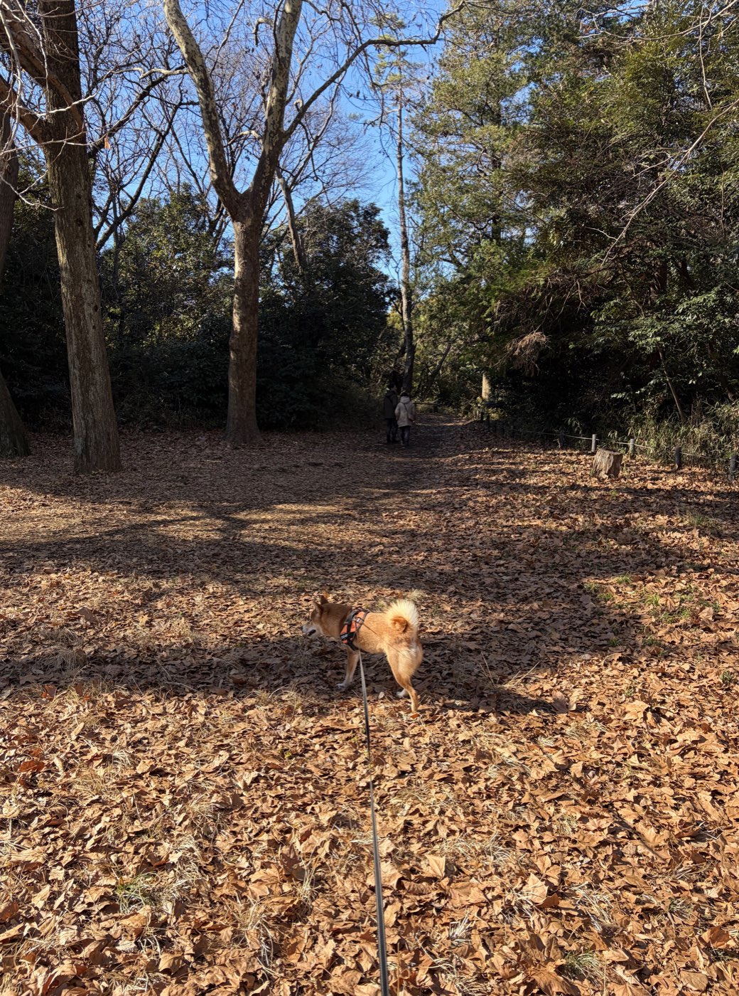 落ち葉の積もった道を歩く柴犬もみじ
