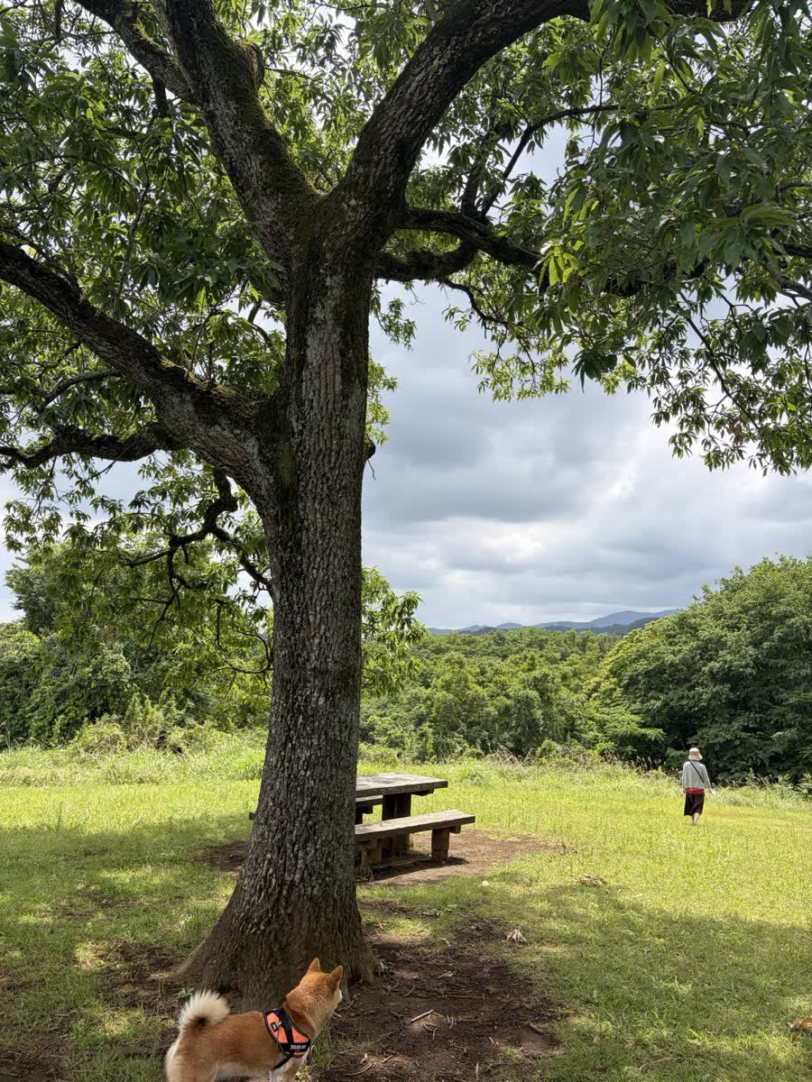 子どもの公園、なめてた。あつぎこどもの森公園に50代夫婦と柴犬で行ってきた