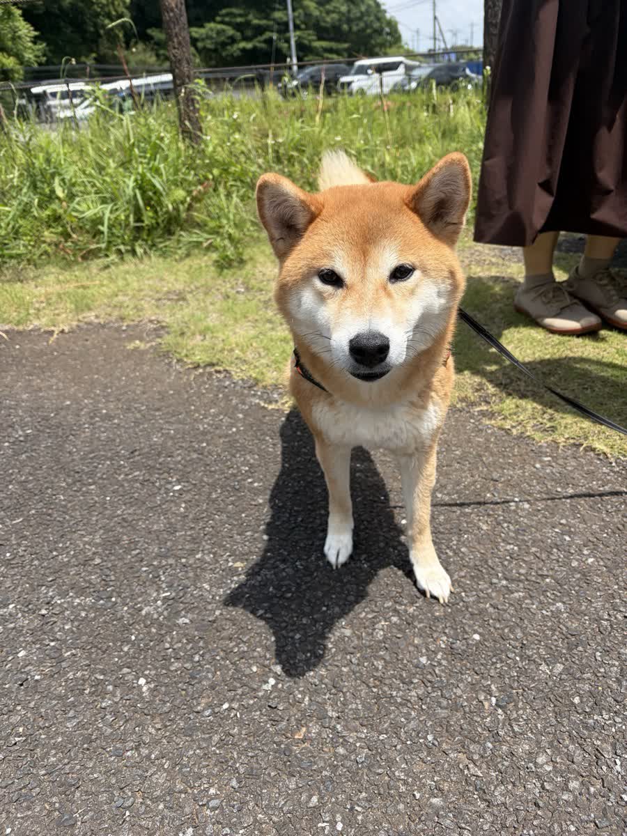 入口付近でこちらを見る柴犬もみじ