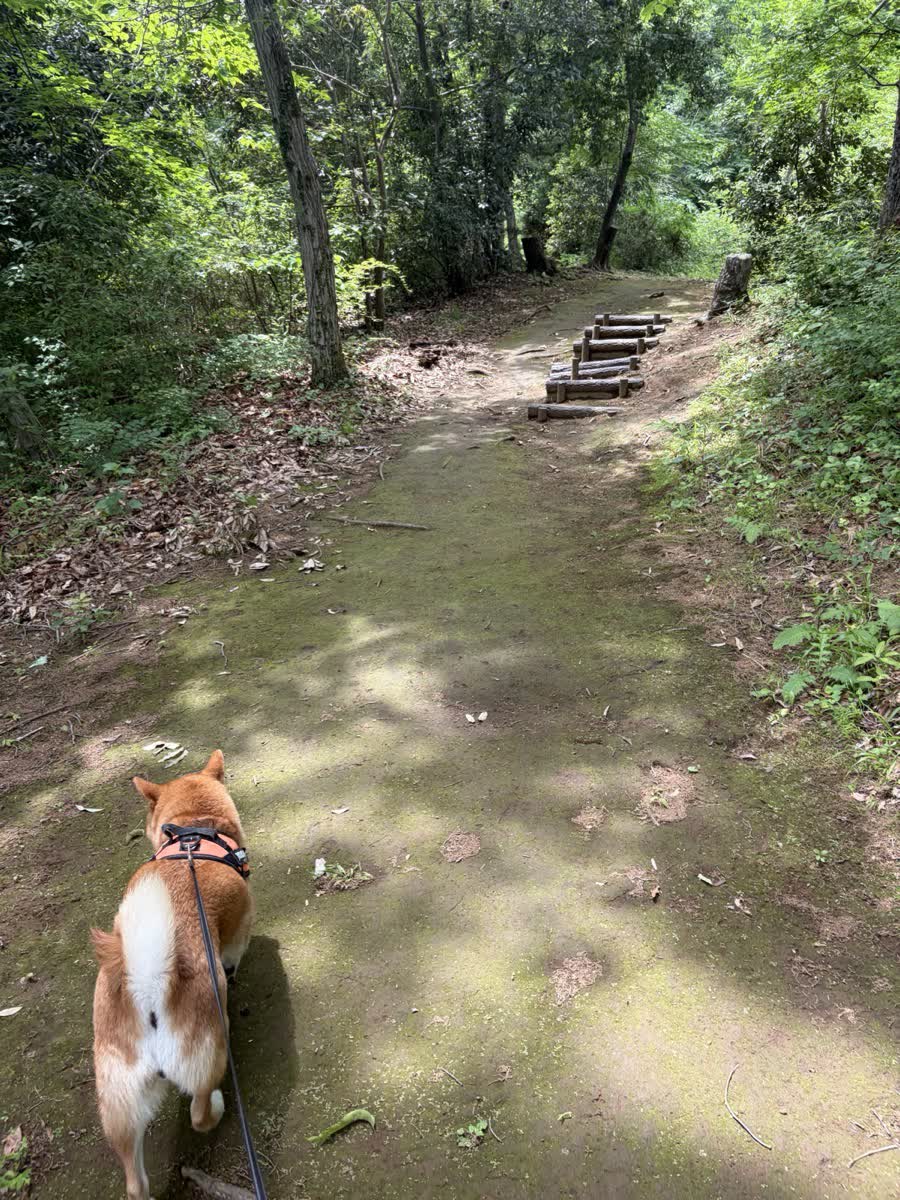 柴犬もみじが森の土の道を歩く後ろ姿