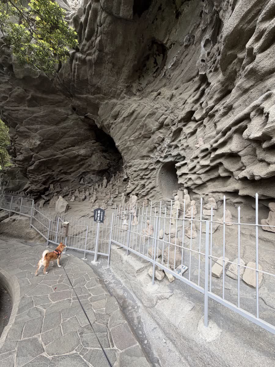 鋸山の岩窟の通路を歩く柴犬もみじ、両側に岩壁が迫る
