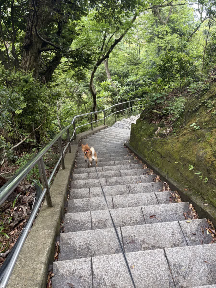 鋸山日本寺の石段を颯爽と登る柴犬もみじ