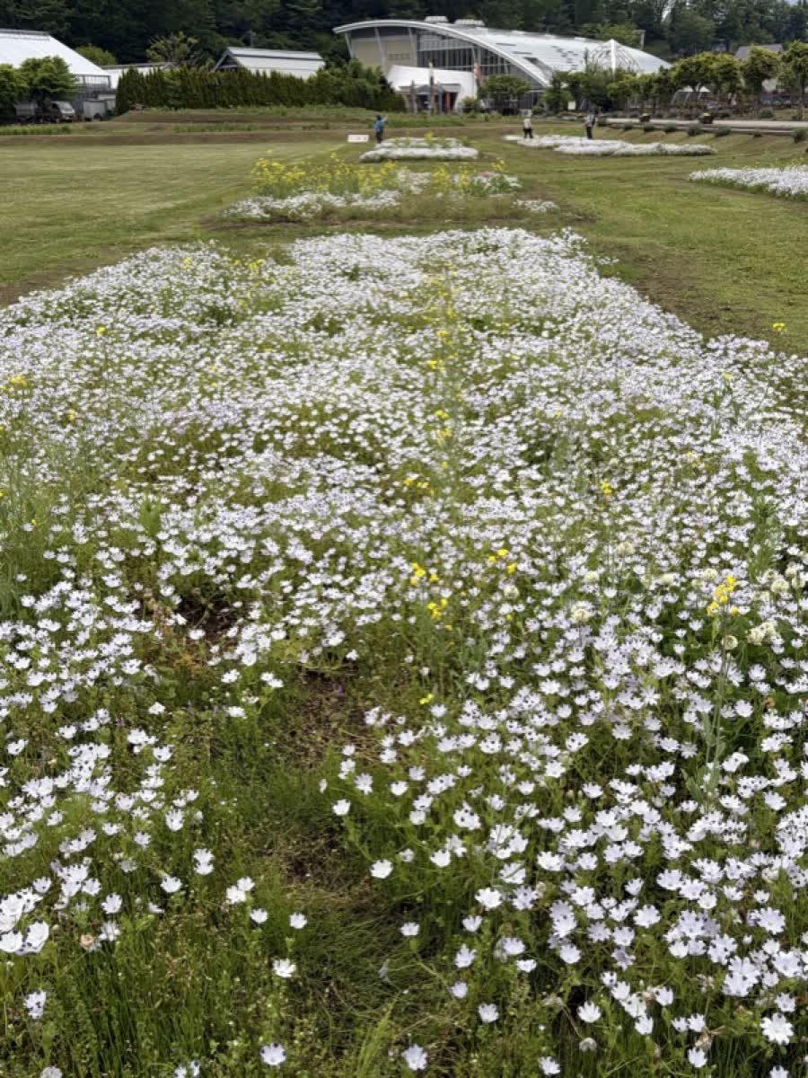 一面に広がる白い花畑。小さな白い花が無数に集まって地面を覆っている