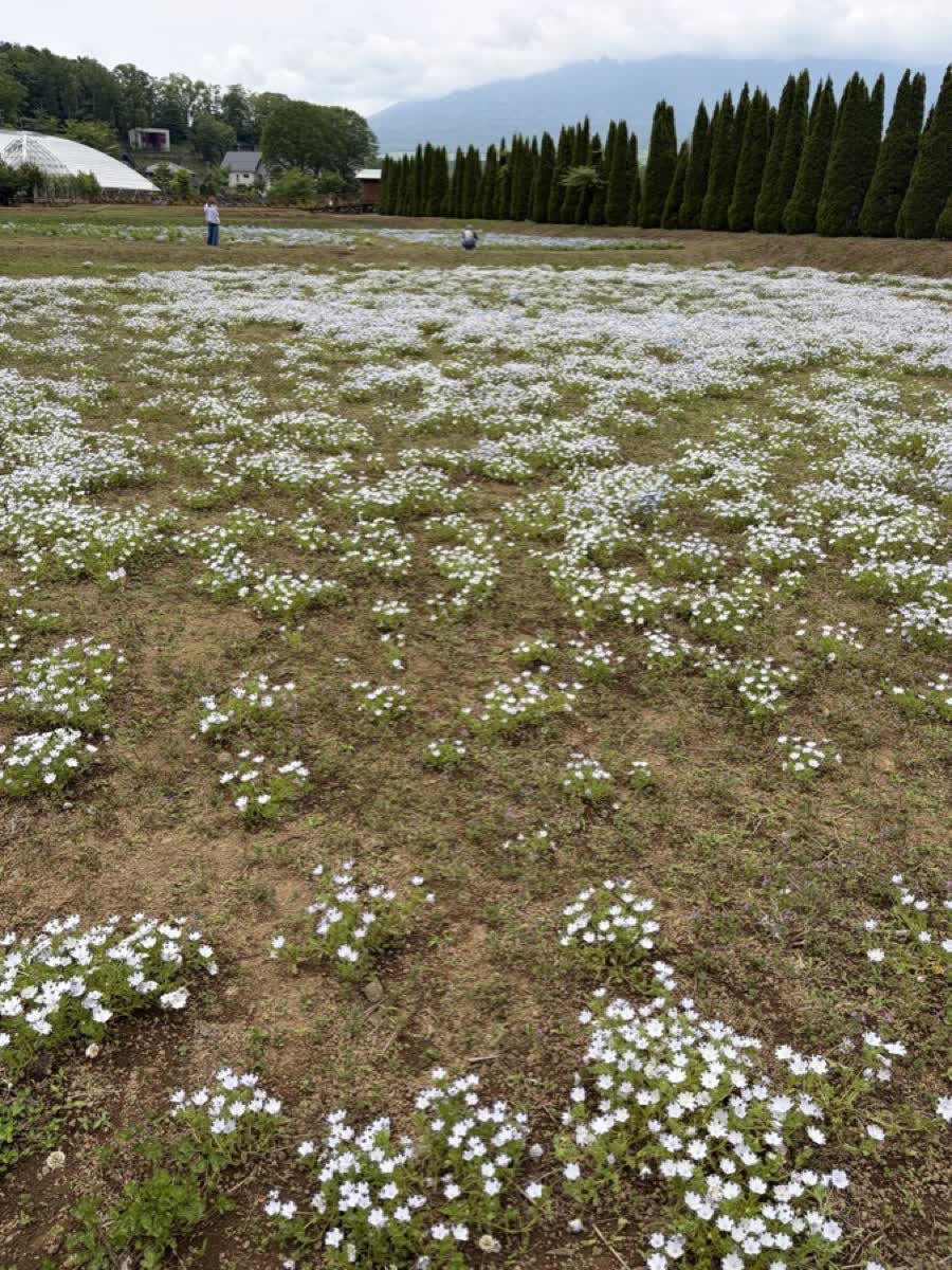 白い花畑を広角で撮影。奥まで続く花と緑の木立