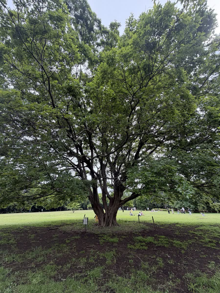 芹沢公園の芝生広場に立つ大きな木