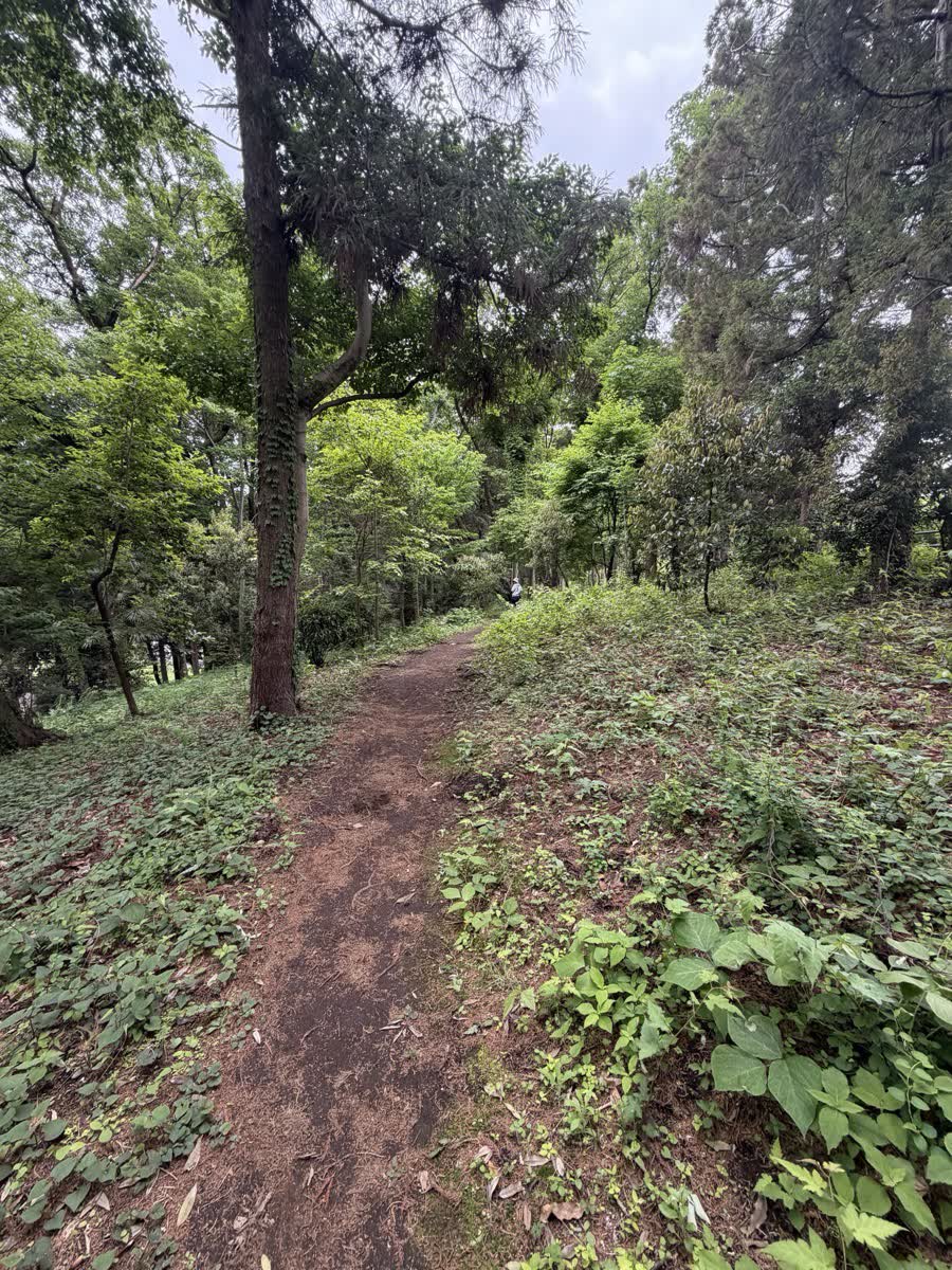 水源涵養林の土の遊歩道
