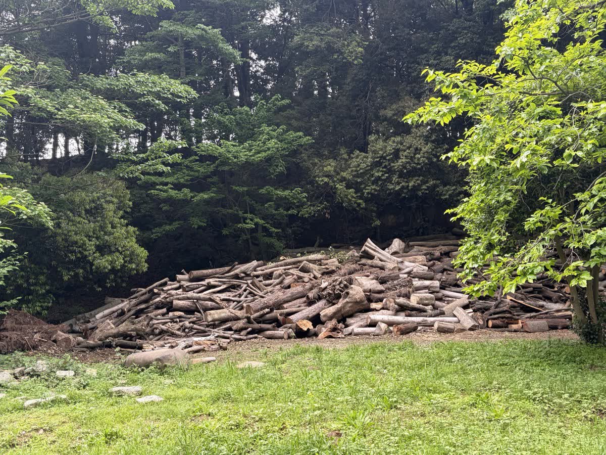 森のそばに積まれた木材