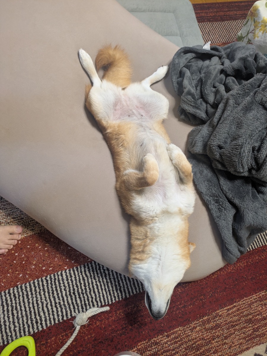 お腹を見せて安心して寝ている柴犬もみじ