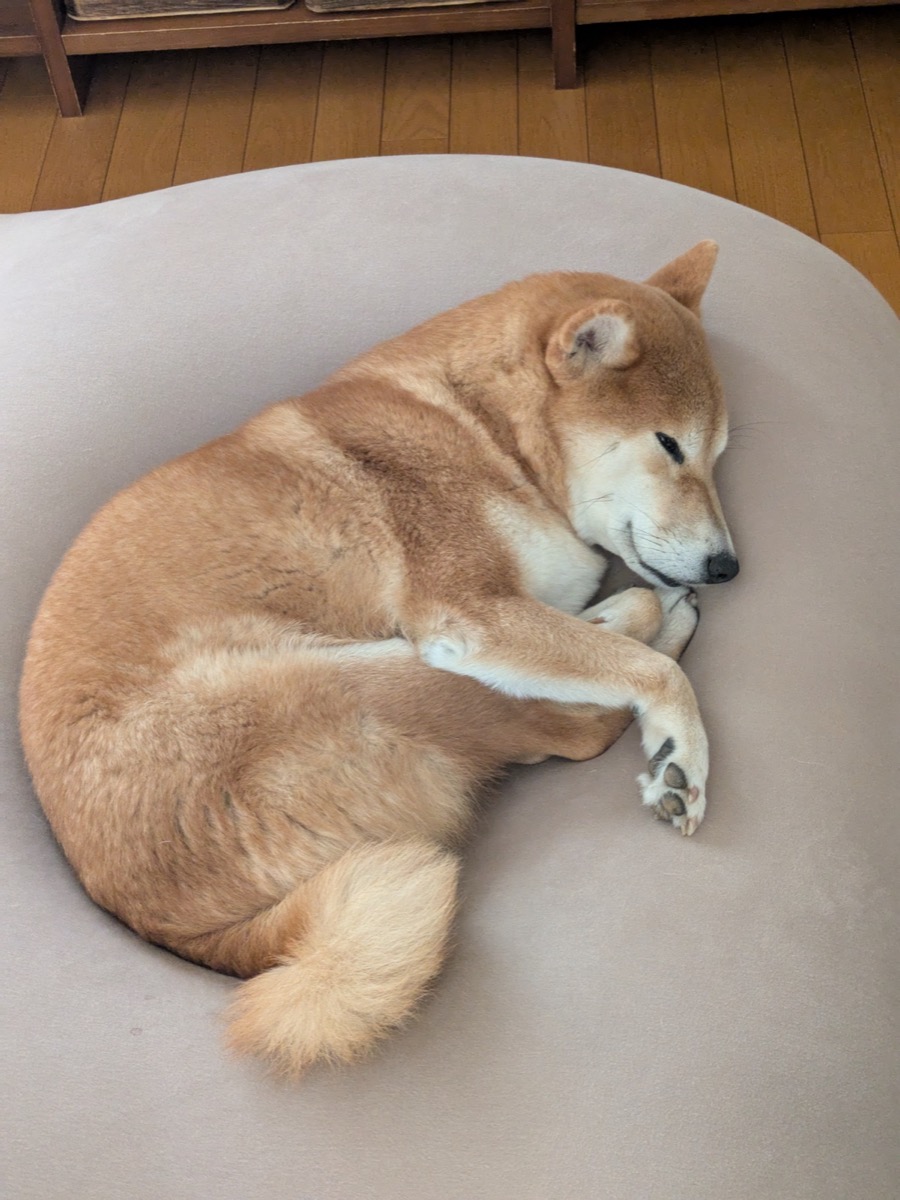 丸くなって眠っている柴犬もみじ