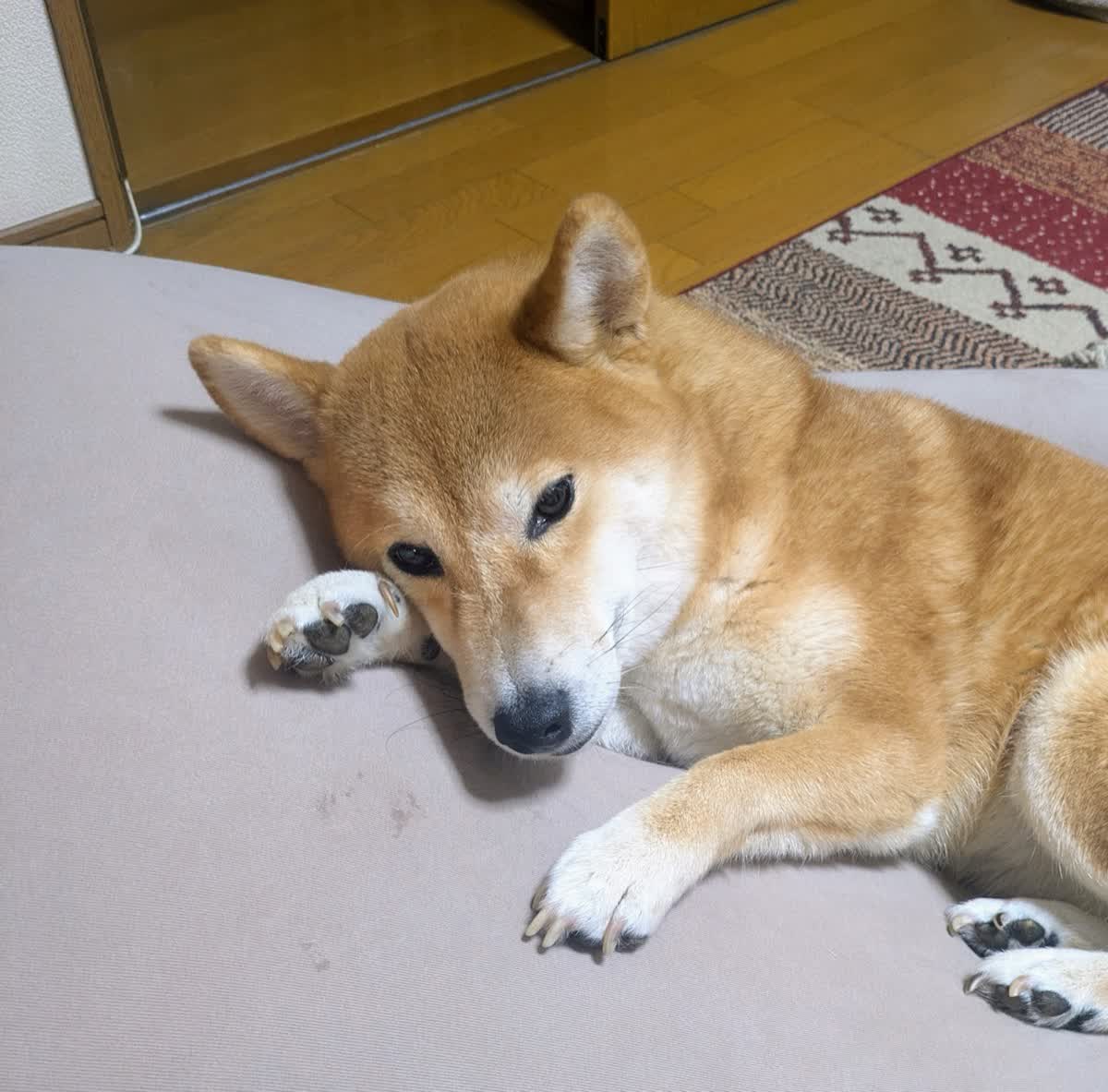 Momiji the Shiba Inu lying down indoors and looking toward the camera