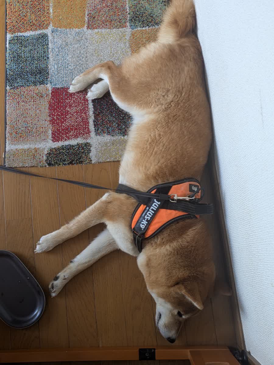 ハーネスをつけて床で休んでいる柴犬もみじ