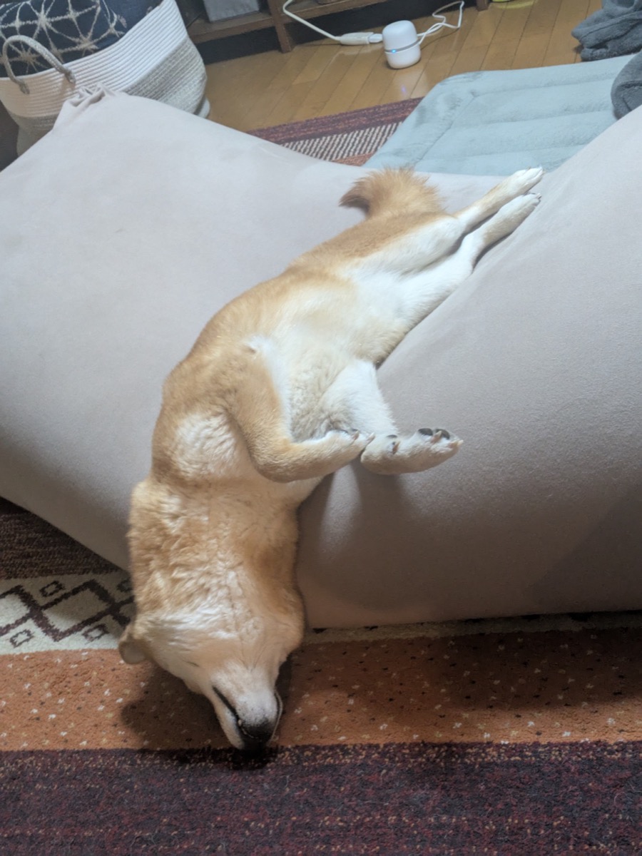 ソファの上で逆さまにくつろぐ柴犬もみじ