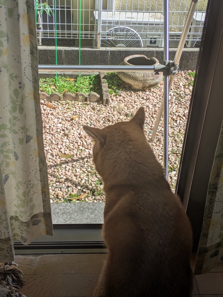 窓の外をじっと見ている柴犬もみじの後ろ姿