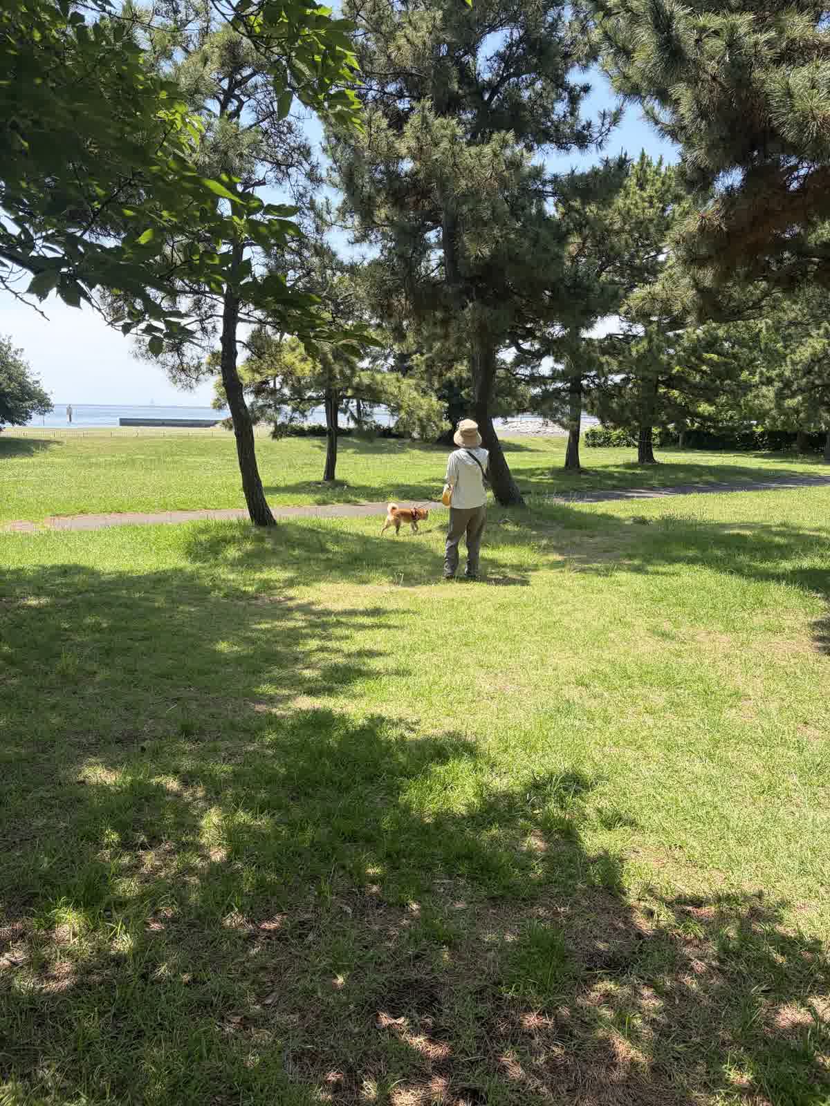 城南島海浜公園の芝生広場を妻と柴犬もみじが散歩する様子