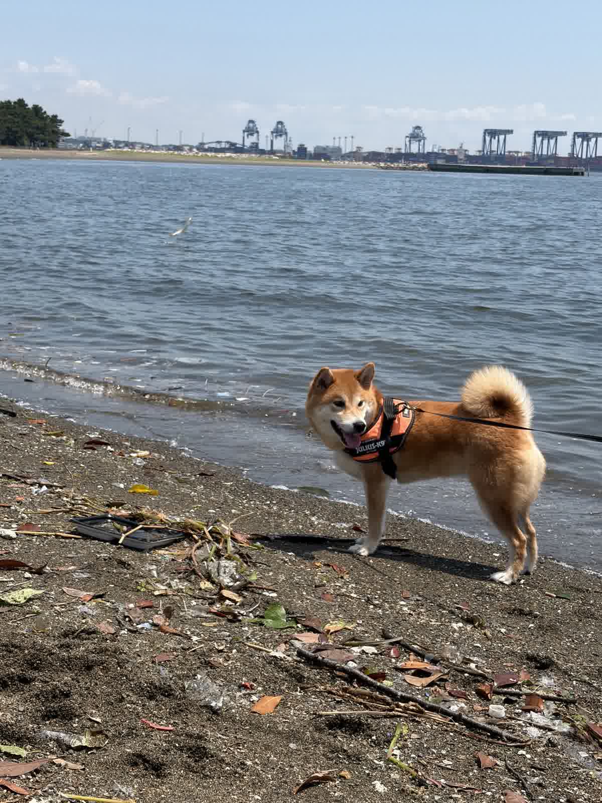 城南島海浜公園のつばさ浜の砂浜に立つ柴犬もみじ、奥に東京港のクレーン