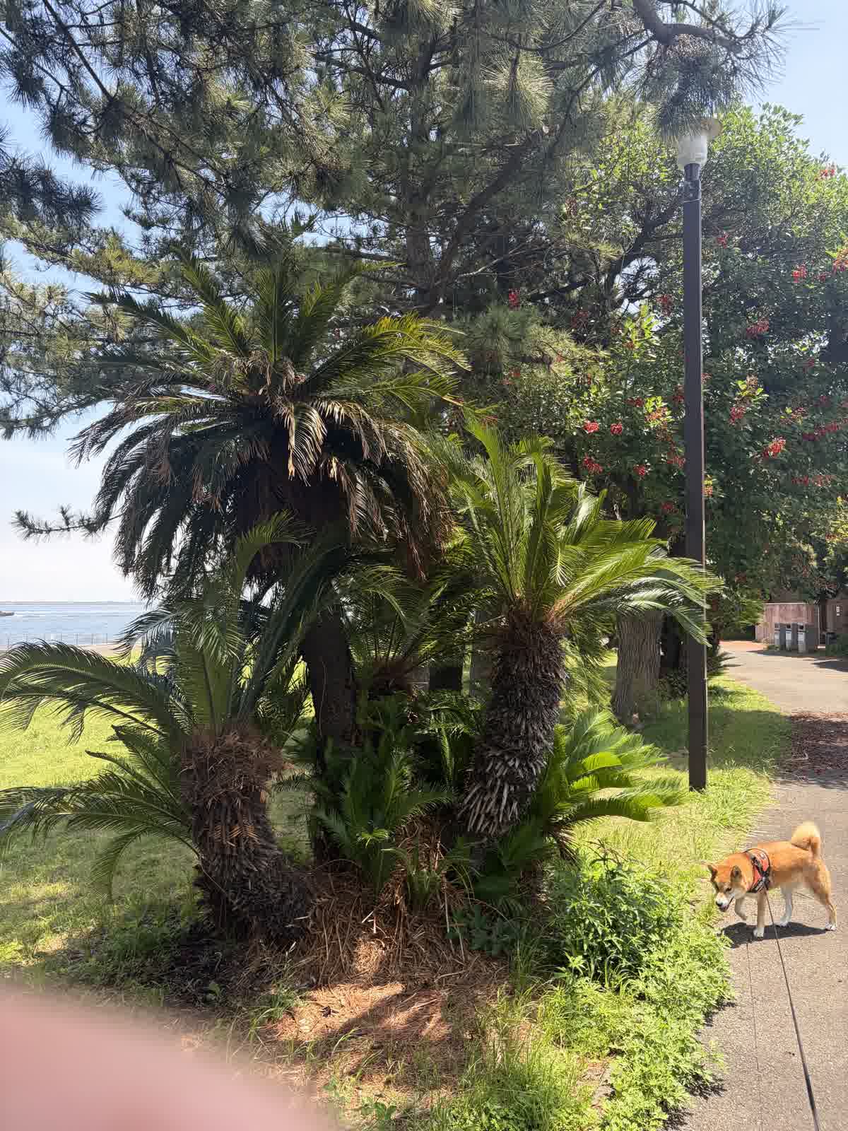 城南島海浜公園に植えられたソテツの木のアップ