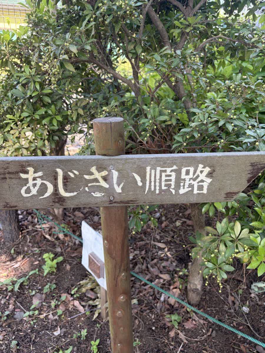 相模原麻溝公園の「あじさい順路」の案内看板
