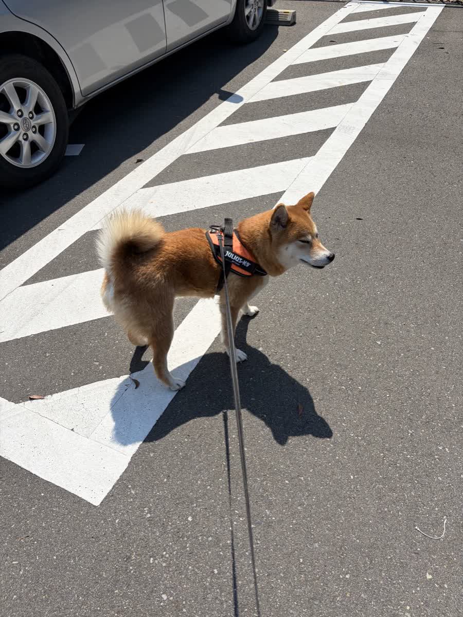 舗装路でリードを付けて立ち止まる柴犬もみじ